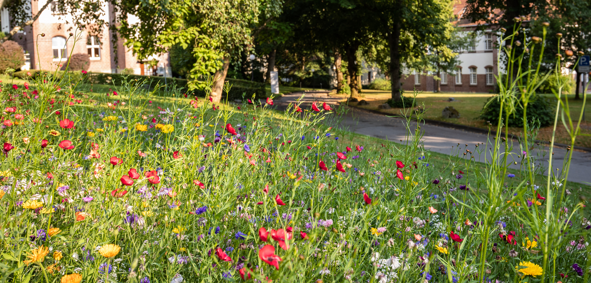 Eine bunte Blumenwiese auf dem Parkgelände der LWL-Einrichtungen Warstein.